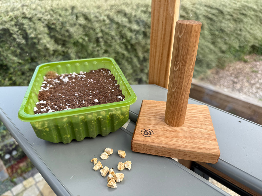 Handmade Solid Oak Seed Tamper: Natural Wood Garden Gift - 100x100mm